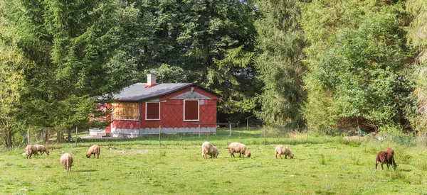 Panorama Małego Drewnianego Domku Owcami Górach Sumava Czechy — Zdjęcie stockowe