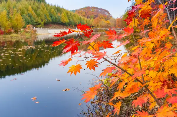 本溪老边沟区湖上的分枝 叶色艳丽 图库照片