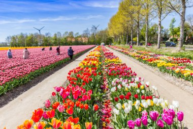 Tourists enjoying the tulips in spring in The Netherlands clipart