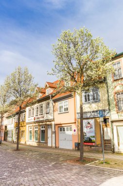 Trees with blossom in spring in a historic street in Muhlhausen, Germany clipart