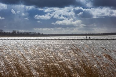 Waving reed in front of the lake in Roegwold during stormy weather in The Netherlands clipart