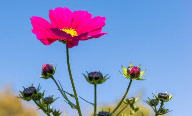 Purple cosmos (Cosmos bipinnatus) flower against a blue sky in Evertsbos, Netherlands clipart