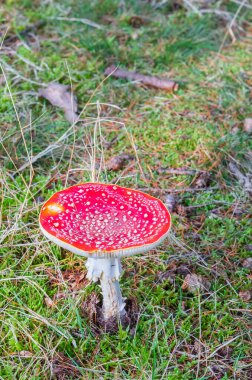 Colorful fly agaric (Amanita muscaria) in autumn in Evertsbos, Netherlands clipart