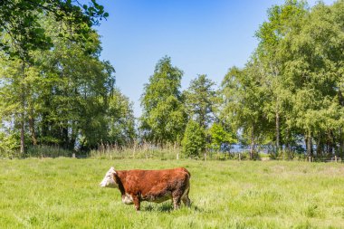 Brown cow standing in the grass at the lake in Bad Zwischenahn, Germany clipart