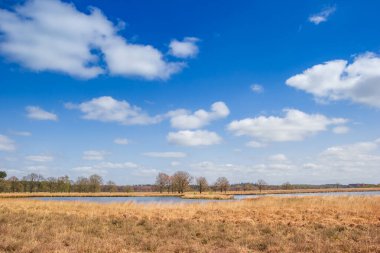 Heather field at the lake in nature area Duurswouderheide, Netherlands clipart