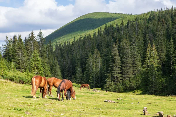 Horses High Mountain Pasture Eastern Carpathians Ukraine — Stock Photo, Image