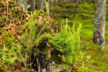 Dikenli Yosun (Lycopodium nototinum) Doğu Karpatlar, Ukrayna.