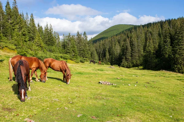 Konie Wysokim Pastwisku Górskim Karpaty Wschodnie Ukraina — Zdjęcie stockowe