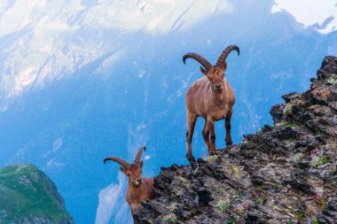 Mountain goats in the highlands of the Caucasus