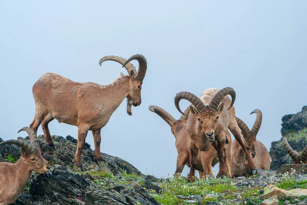 Mountain Goats Highlands Caucasus Imagens De Bancos De Imagens