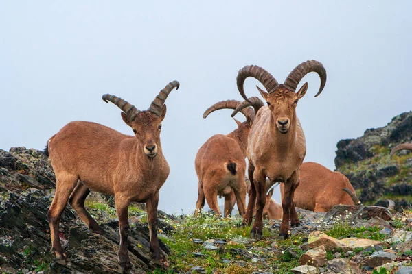 Mountain Goats Highlands Caucasus Imagen de stock