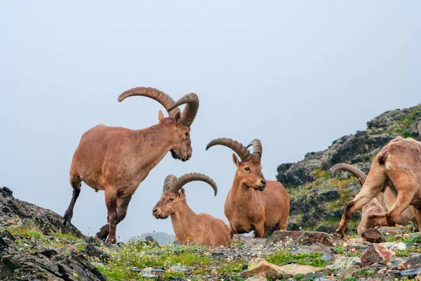Mountain Goats Highlands Caucasus Royaltyfria Stockfoton