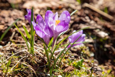 Karpatlar 'da timsahlar çiçek açar. Doğu Karpatlar, Ukrayna.