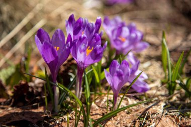 Karpatlar 'da timsahlar çiçek açar. Doğu Karpatlar, Ukrayna.