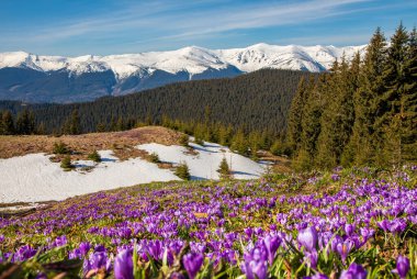 Bahar timsahları Karpatların yamaçlarında çiçek açarlar. Doğu Karpatlar, Ukrayna.