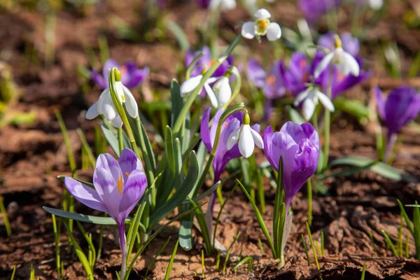 Crocuses Snowdrops Bloom Slopes Spring Carpathians — Stock Photo, Image