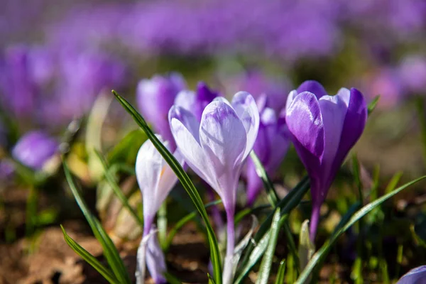 Karpatlar 'da timsahlar çiçek açar. Doğu Karpatlar, Ukrayna.
