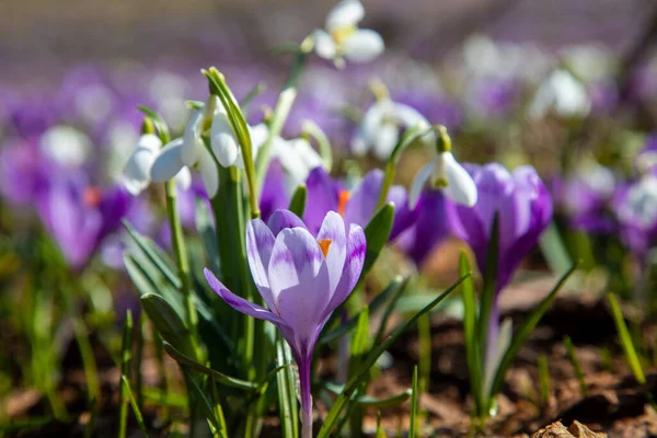 Crocuses Snowdrops Bloom Slopes Spring Carpathians — Stock Photo, Image
