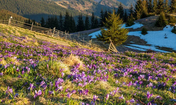 Весняні Крокуси Цвітуть Схилах Карпат Східні Карпати Україна Стокове Зображення