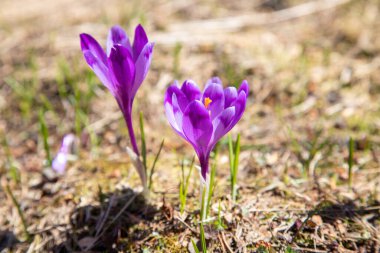 Karpatlar 'da timsahlar çiçek açar. Doğu Karpatlar, Ukrayna.