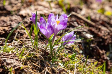 Karpatlar 'da timsahlar çiçek açar. Doğu Karpatlar, Ukrayna.