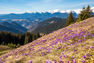 Bahar timsahları Karpatların yamaçlarında çiçek açarlar. Doğu Karpatlar, Ukrayna.