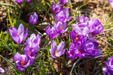 Karpatlar 'da timsahlar çiçek açar. Doğu Karpatlar, Ukrayna.