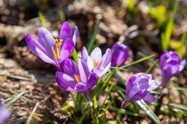 Karpatlar 'da timsahlar çiçek açar. Doğu Karpatlar, Ukrayna.