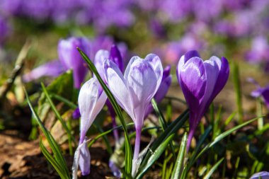 Karpatlar 'da timsahlar çiçek açar. Doğu Karpatlar, Ukrayna.