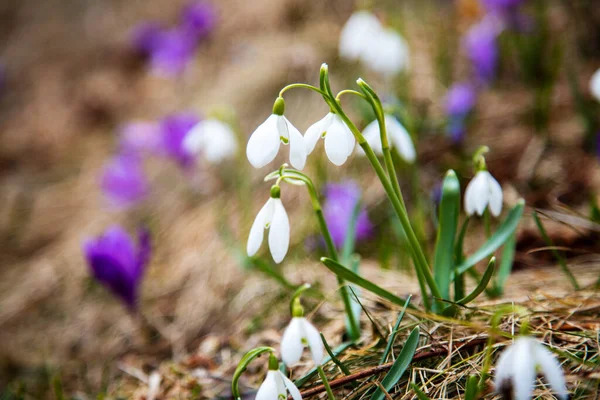 Крокуси Проліски Цвітуть Схилах Весняних Карпат — стокове фото