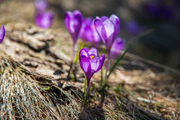 Crocuses Bloom Carpathians Eastern Carpathians Ukraine — Stock Photo, Image