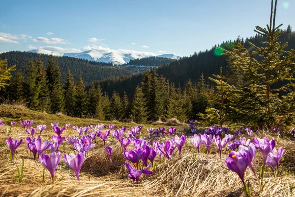 カルパティア山脈の斜面には春のクロッカスが咲きます 東カルパティア ウクライナ — ストック写真
