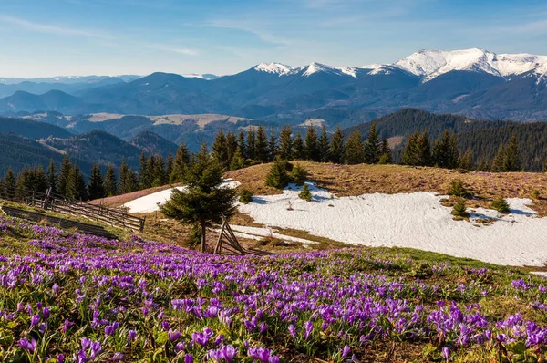 カルパティア山脈の斜面には春のクロッカスが咲きます 東カルパティア ウクライナ — ストック写真