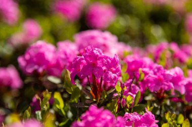 Carpathian rhododendron çiçekleri yakın plan