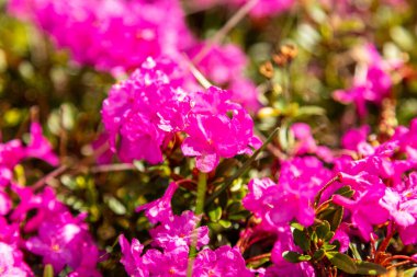 Carpathian rhododendron çiçekleri yakın plan