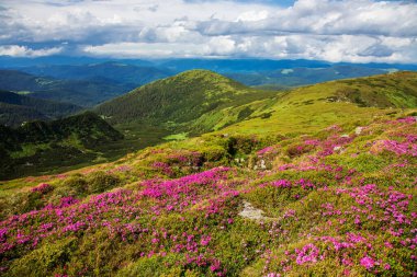 Ukrayna Karpatlarının yamaçlarında çiçek açan rhododendron.