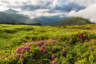 Ukrayna Karpatlarının yamaçlarında çiçek açan rhododendron.