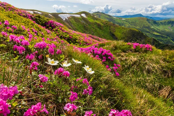 Rododendro Florido Nas Encostas Dos Cárpatos Ucranianos — Fotografia de Stock
