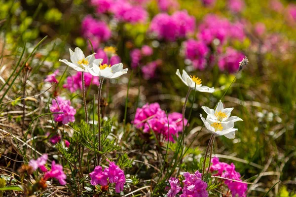 Квіти Карпатського Рододендрона Крупним Планом Ліцензійні Стокові Фото