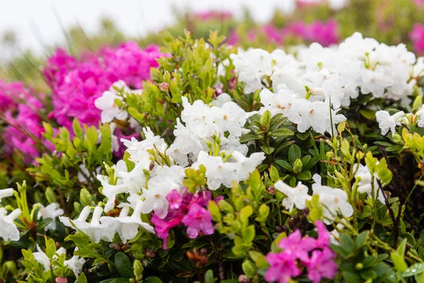 Gros Plan Sur Les Fleurs Rhododendron Des Carpates Photo De Stock