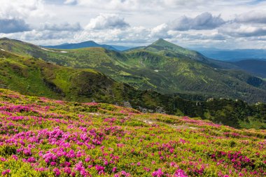 Ukrayna Karpatlarının yamaçlarında çiçek açan rhododendron.
