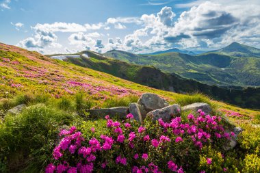 Ukrayna Karpatlarının yamaçlarında çiçek açan rhododendron.