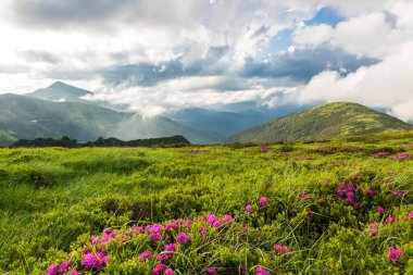 Ukrayna Karpatlarının yamaçlarında çiçek açan rhododendron.