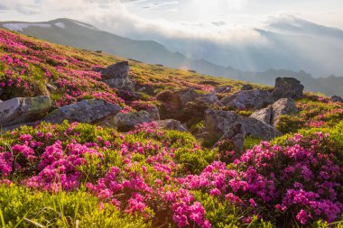 Akşam vakti Karpat dağlarında çiçek açan Karpat rhododendronu..