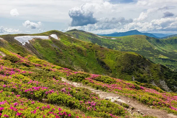 Blommande Rhododendron Sluttningarna Ukrainska Karpaterna — Stockfoto