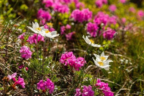 Karpatiska Rhododendron Blommor Närbild — Stockfoto