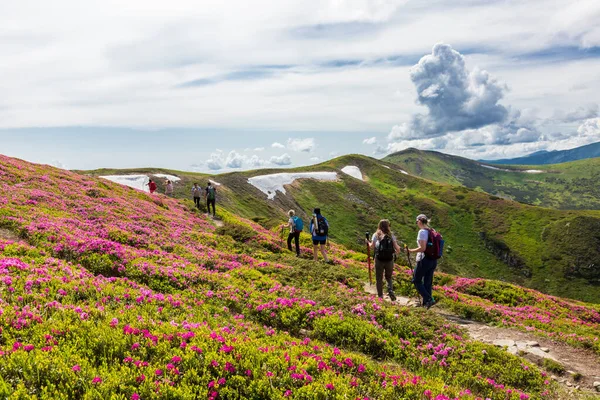 Туристи Гуляють Схилах Карпат Покритих Квітучим Рододендроном Стокове Зображення