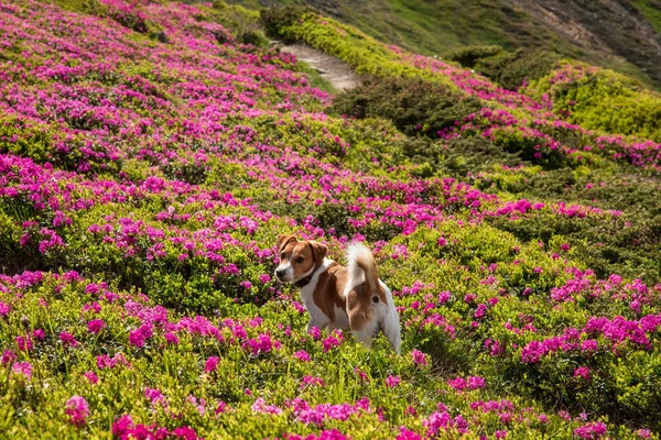 这只狗喜欢盛开的喀尔巴阡山杜鹃 图库图片
