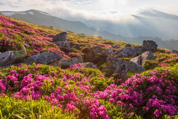 Rhododendron Des Carpates Fleurs Dans Les Montagnes Des Carpates Dans Images De Stock Libres De Droits