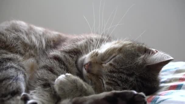Uykucu Tekir Kedi Mırıldanır Yumuşak Ekose Karelerin Üzerinde Miyavlar Kedi — Stok video